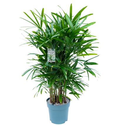 Rhapis Excelsa