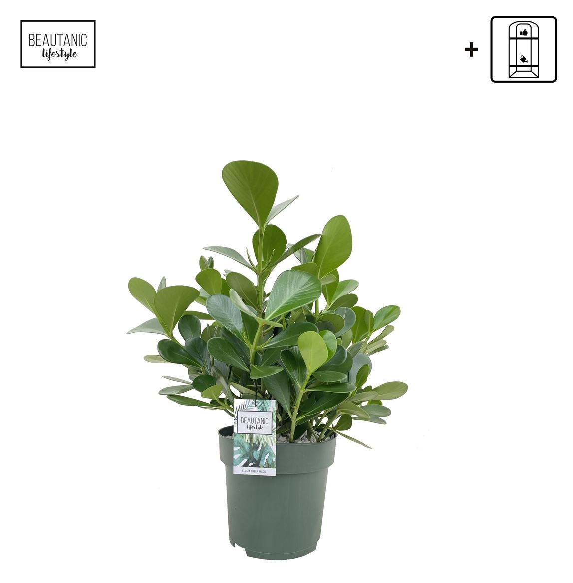 Clusia rosea Clusia Green Magic | Overig groene planten | Другие зеленые  растения | Зеленые комнатные растения | Зеленые комнатные растения |  Комнатные растения | Все продукты | OZ Planten