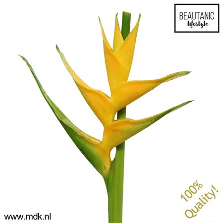 Heliconia Caribea Yellow