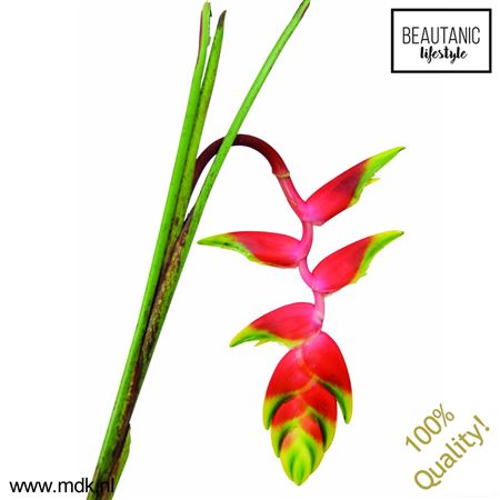 Helic Rostrata
