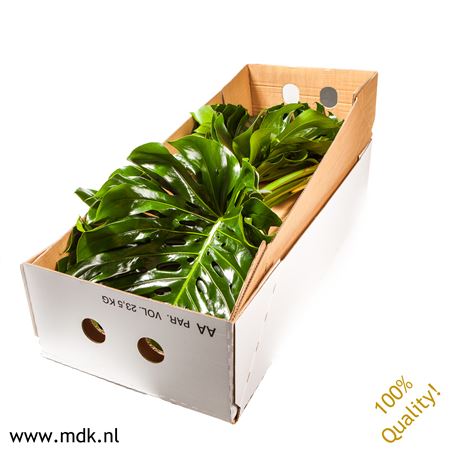 Monstera Blad