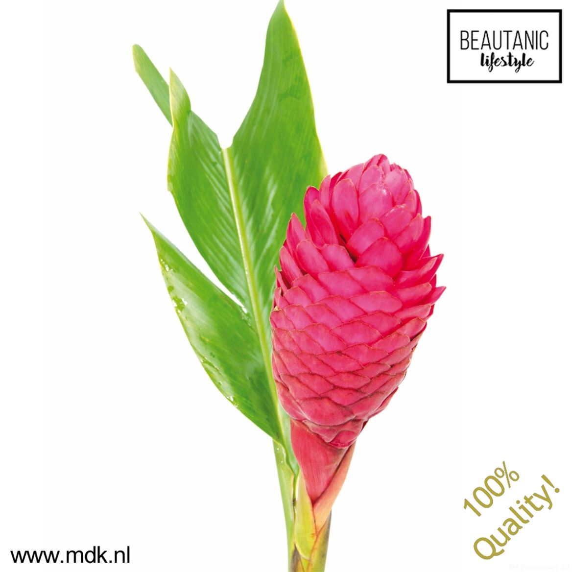 Alpinia Purpurata 90cm