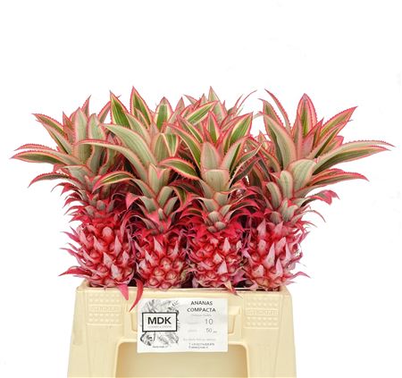 Ananas Co Pu Compact