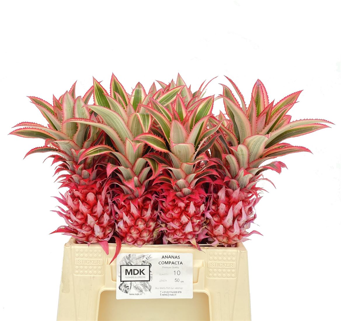 Ananas Comosus Purple Compacta 50cm