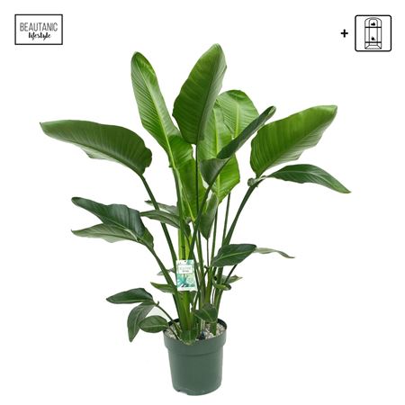 Strelitzia Nicolai