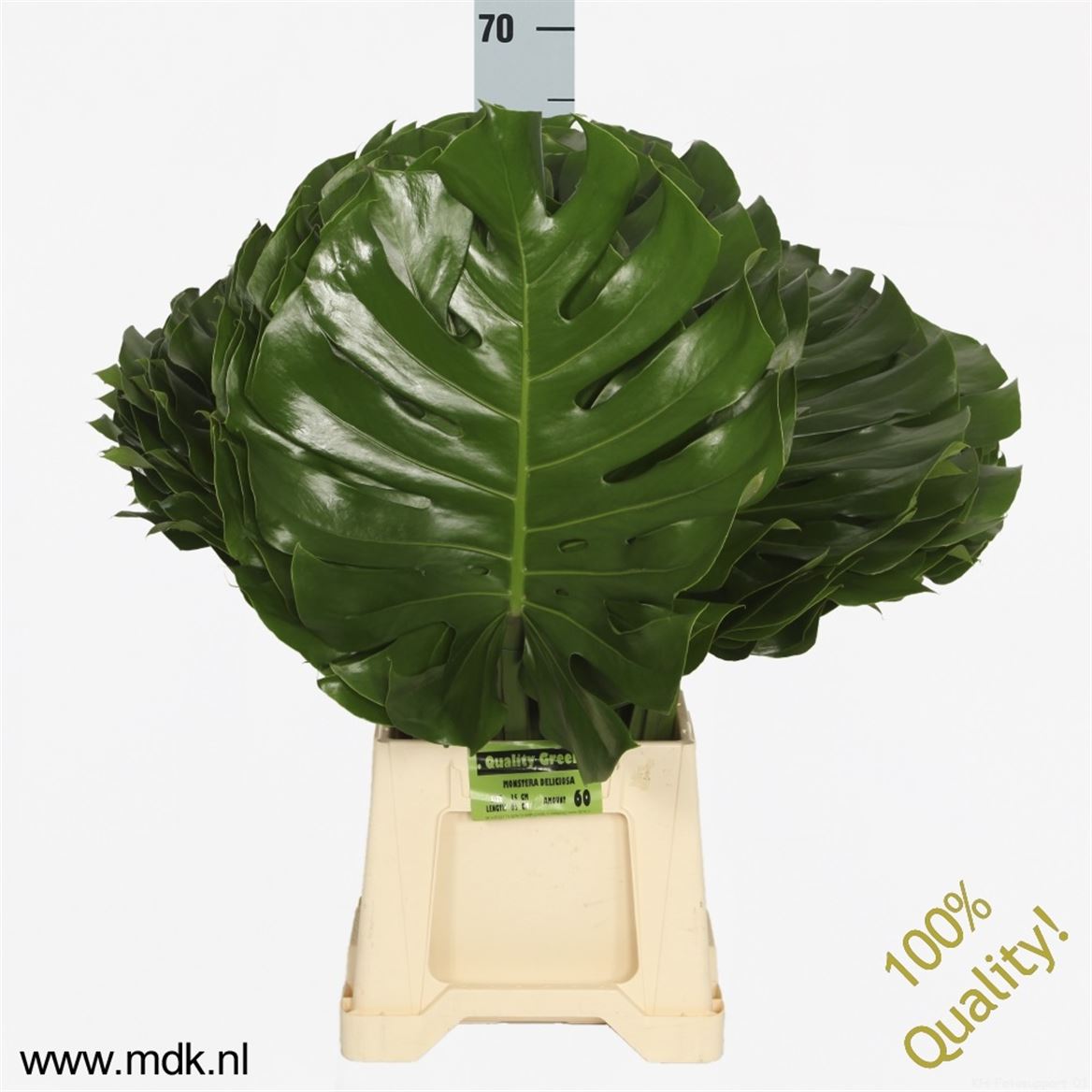 Monstera From Ghana Ø35 70cm